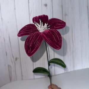 May include: A single, deep burgundy velvet flower with a white centre and green leaves on a stem.