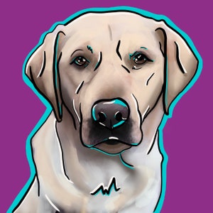 May include: A close-up of a white Labrador Retriever with a light brown nose. The dog's ears are perked up and its eyes are looking directly at the viewer. The background is a solid purple color.
