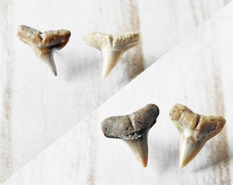 Shark Tooth Earrings, Fossil Shark Teeth, Novelty Earrings