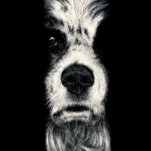 Springer Spaniel Art Print: Scratchboard Dog Portrait (5x7 Inches)