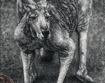 Kangaroo Fine Art, Original Miniature Drawing in Scratchboard