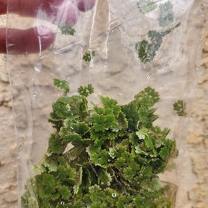 May include: A clear plastic bag filled with small, bright green plants. The plants have a delicate, fern-like appearance with multiple small, rounded leaves. Water droplets are visible on the bag's surface, adding a touch of moisture.
