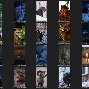 Puede incluir: Un collage de 20 videoclips que presentan varios animales salvajes, incluyendo un tigre, un le&oacute;n, un lobo, un lince, un carnero y un &aacute;guila calva. Cada clip est&aacute; etiquetado con un nombre de archivo, como "DD-Animal-01.mp4".