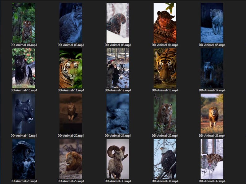 Puede incluir: Un collage de 20 videoclips que presentan varios animales salvajes, incluyendo un tigre, un le&oacute;n, un lobo, un lince, un carnero y un &aacute;guila calva. Cada clip est&aacute; etiquetado con un nombre de archivo, como "DD-Animal-01.mp4".