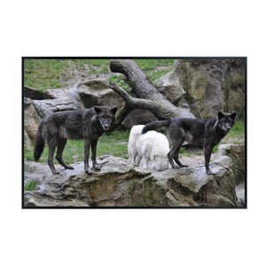 Lupus Wolf Poster – Wilderness Wildlife Wall Art Print for Living Room, Bedroom, Office, or Study Décor