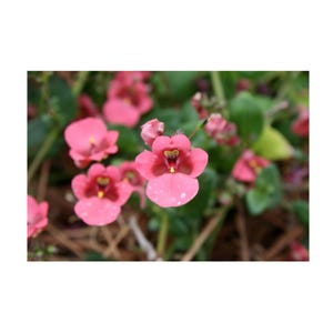 Diascia Barberae Ruby Field Poster – Livfull botanisk väggkonst