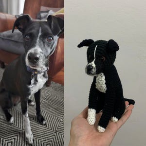 May include: A black and white crocheted dog figurine, resembling a real dog, is held in a hand. The handmade amigurumi dog has a white chest, face markings, and paws. The dog's ears are black, and it has a white stripe down its face.