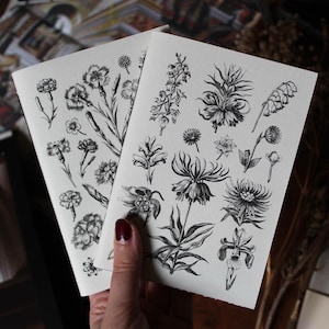 Puede incluir: Dos grabados botánicos con ilustraciones detalladas en blanco y negro de varias flores. Los dibujos muestran diferentes especies florales, con intrincados detalles de pétalos, tallos y hojas. Los grabados son sostenidos por una persona.