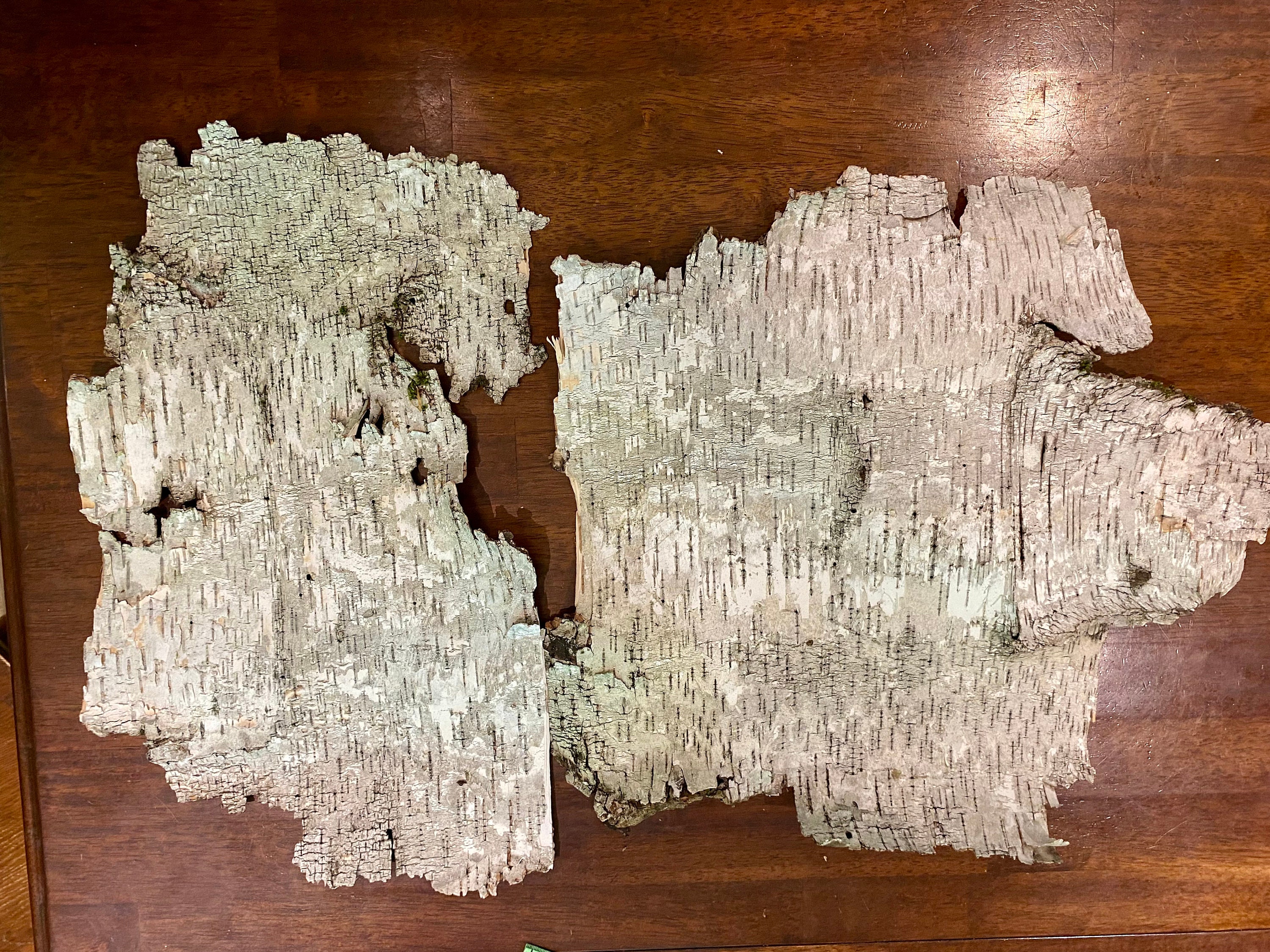 Two White Birch Bark Sheets: Natural Craft Supply (15” X 22