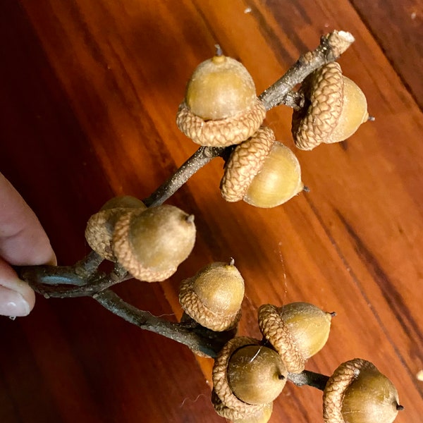 5 Dried Acorn Branches, Acorn Stems, Acorns Caps Stems, Fall Floral Picks, All Natural