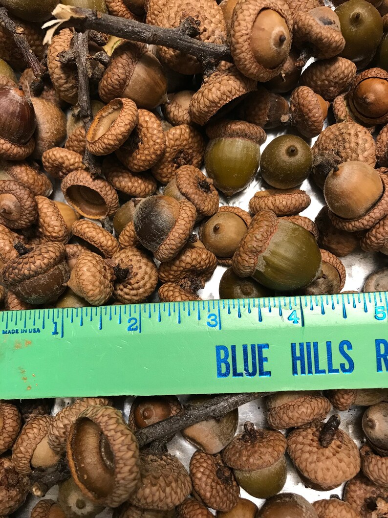Acorns Two Pounds Natural Real Large ACORNS Bulk with Caps Etsy