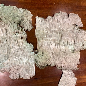 Two White Birch Bark Sheets: Natural Craft Supply (15” x 22&quot; Approx)