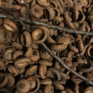 50 Acorn CAPS Only Natural Organic Large Crafts Fall