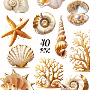 May include: A collection of seashell illustrations in shades of white, gold, and brown. The image includes various shell shapes, a starfish, and coral. The number "40" and the letters "PNG" are also visible.