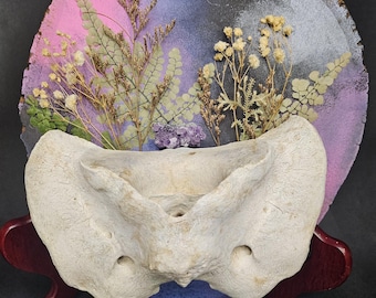 Goat Hip Bone Art Piece (Ethically Sourced, Hand Foraged)