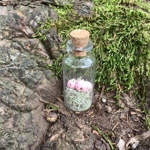 May include: A small, clear glass bottle with a cork stopper, filled with dried green material and three pink speckled spheres. The bottle sits on a bed of moss and bark.