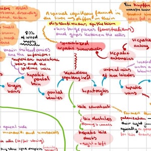 Op de afbeelding: Een handgetekend diagram van het circulatiesysteem van de lever, met labels voor de poortader, de leverarterie, de levervenen en de gespecialiseerde lever-sinusoïden. Het diagram bevat ook labels voor de verschillende celtypen die in de lever voorkomen, zoals hepatocyten en Kupffer-cellen.