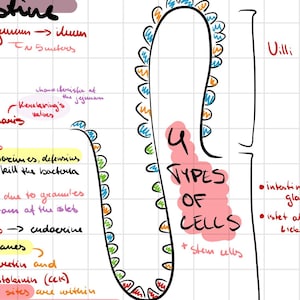 Puede incluir: Un diagrama dibujado a mano del intestino delgado, que muestra los diferentes tipos de células que recubren la pared intestinal. El diagrama incluye el texto "4 Tipos de células" y "Células madre".