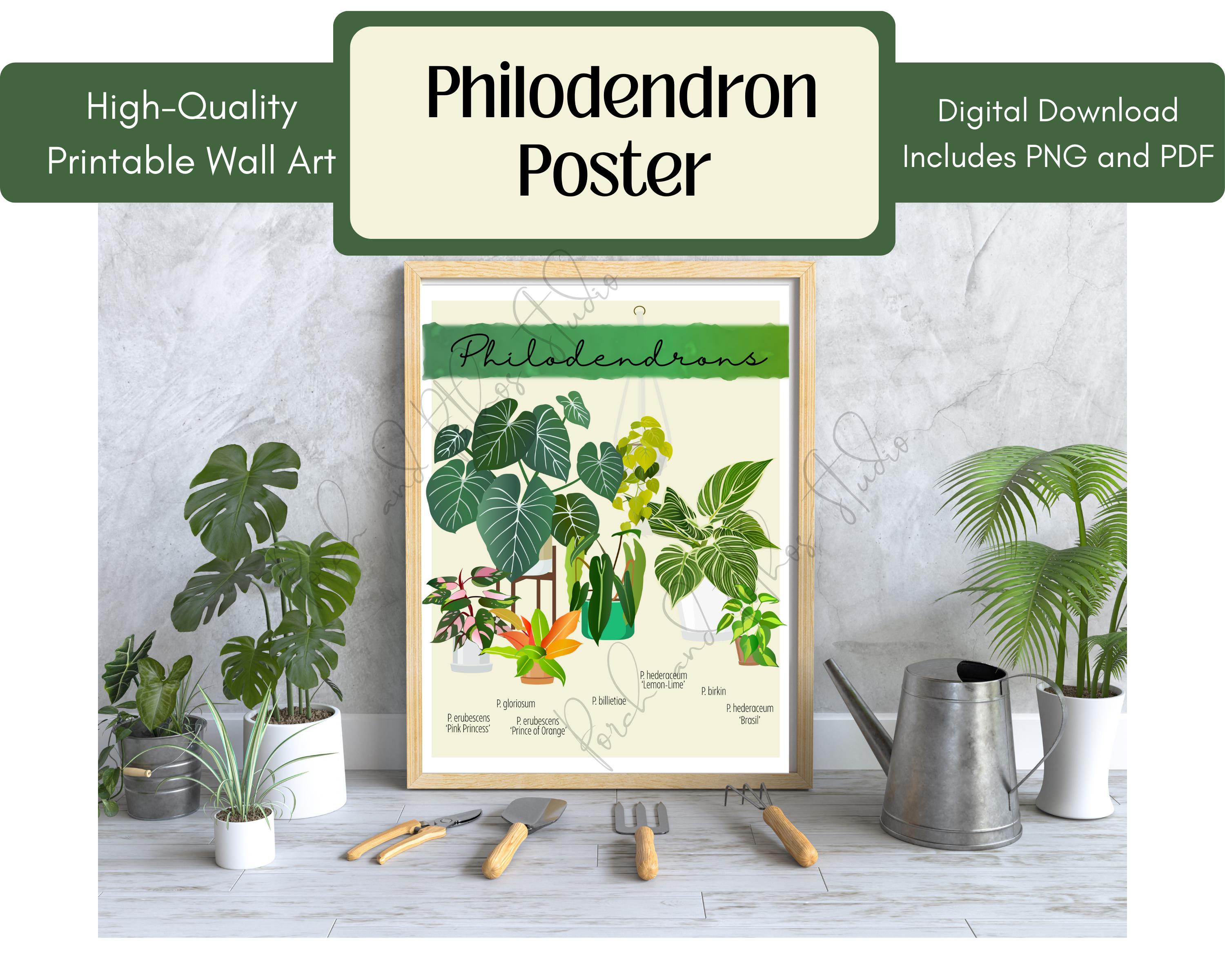 pachira aquatica money tree plant Pachira aquatica 'Money Tree'  Snakeroot Botanicals