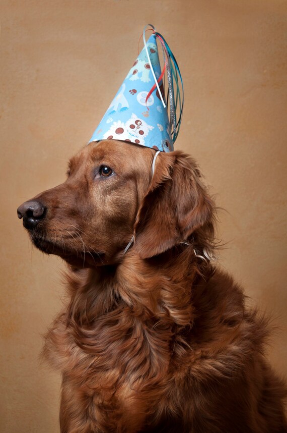 Dog Party HatBirthdayChildrenParty Hat Etsy