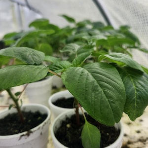 Callaloo seeds