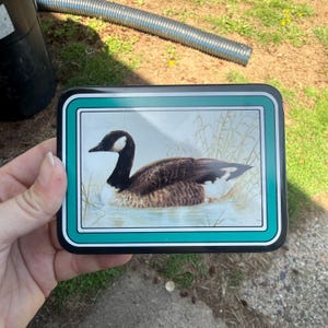 May include: Rectangular tin with a teal border and a black frame. The image inside depicts a Canada goose swimming in water, with reeds in the background. The goose has a black head and neck, with a white cheek patch.