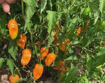 Habanero Pepper Seeds