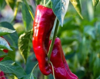 Shishimai Pepper Seeds