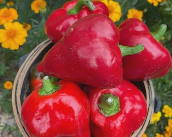 Lesya Pepper Seeds