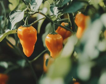 Habanada Pepper Seeds
