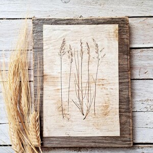 Quadretto avena selvatica