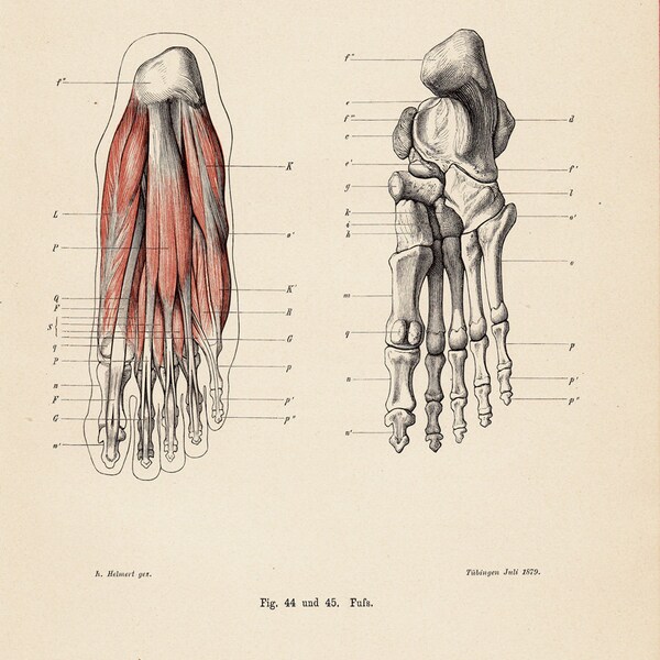 1890 Antique ANATOMY print, muscles and bones of the foot, original antique print, Anatomy for Artists