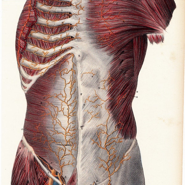 1844 Awesome Antique ANATOMY print by Lemercier, fine lithograph of bones and muscles of the chest, abdomen and groin