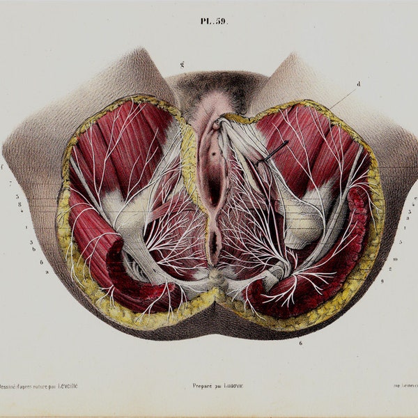 1853 Antique ANATOMY print, fine anatomy lithograph,  female sexual organs,  perianal area nerves, muscles