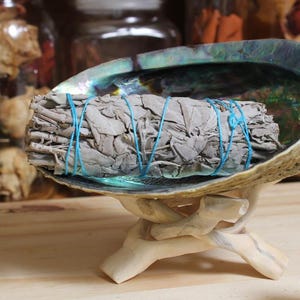 Abalone Shells