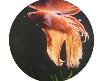 Sticker rond en vinyle Poissons Betta