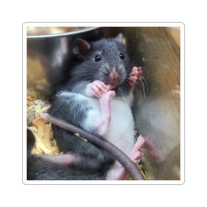 Cute Rat Sticker