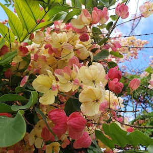 Op de afbeelding: Een close-up van een bloeiende boom met roze en gele bloemen. De bloemen zijn dicht bij elkaar gegroepeerd en hebben een delicate, bijna doorschijnende uitstraling. De bladeren van de boom zijn groen en vormen een contrast met de levendige bloemen.