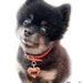 see more listings in the H E A R T pet id tags section