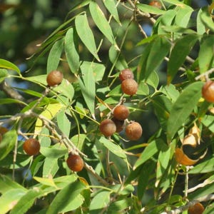May include: Close-up of a tree branch with brown, round fruits and green leaves. The fruits are clustered together on the branch.