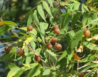 Western Soapberry Seeds, Sapindus saponaria var. drummondii
