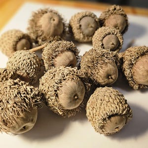 May include: A collection of acorns with textured caps and smooth, rounded bodies. The acorns are various shades of brown and tan, with a natural, organic appearance. The image is a close-up shot, highlighting the details of the acorns.