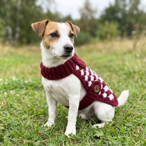 Könnte beinhalten: Ein Jack Russell Terrier trägt einen weinroten und weißen Häkel-Hundepullover mit Knopfverschluss. Der Hund sitzt auf einer Wiese mit verschwommenem Hintergrund von Bäumen.