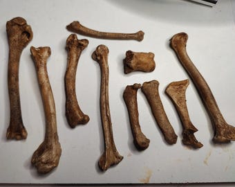 Soft foam bones, LARP/GN friendly, for costumes and accessories