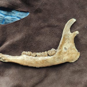 Deer jawbone / polyurethane foam bone