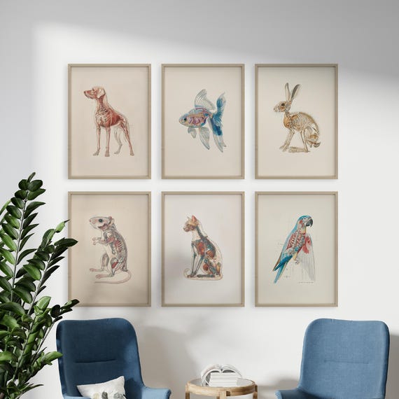 Veterinary Anatomy Poster Set: Dog, Cat, Rabbit, Rat, Fish, Parrot (Digital Download