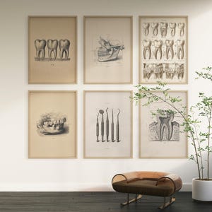 Set of six vintage dental anatomy wall art prints in wooden frames, displayed in a modern interior with a chair and plant, perfect for dentist offices or clinics.