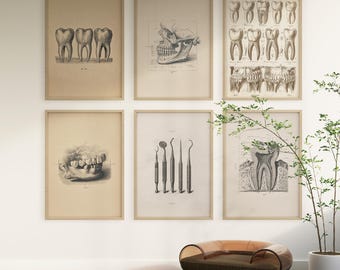 Vintage Dental Anatomy Art Prints: Dentist Office Decor (Digital Download Set of 6 JPEGs)