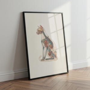 Veterinary anatomy poster of a cat sitting in profile, showing detailed internal anatomy including skeleton, muscles, and organs. The scientific illustration is framed in black and leaning against a white wall, with natural light casting shadows. Perfect for veterinary clinics, cat hospitals, biology classrooms, or unique home decor, this artwork provides both educational value and stylish vintage-inspired design.