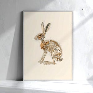 Veterinary anatomy print of a rabbit, illustrated with detailed skeletal system and internal organs in golden brown tones. Displayed in a minimalist frame against a white textured wall, the artwork has a clean scientific style. Ideal wall decor for veterinary clinics, rabbit care facilities, biology classrooms, or science-themed interiors, offering both professional educational use and aesthetic value.